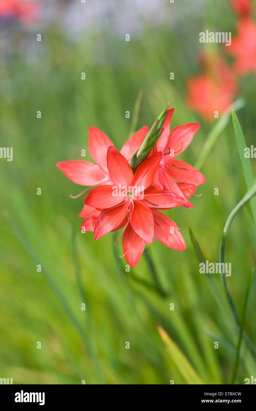 Hesperantha Coccinea 'Major'. Rote Flagge Lilie blüht. Stockfoto