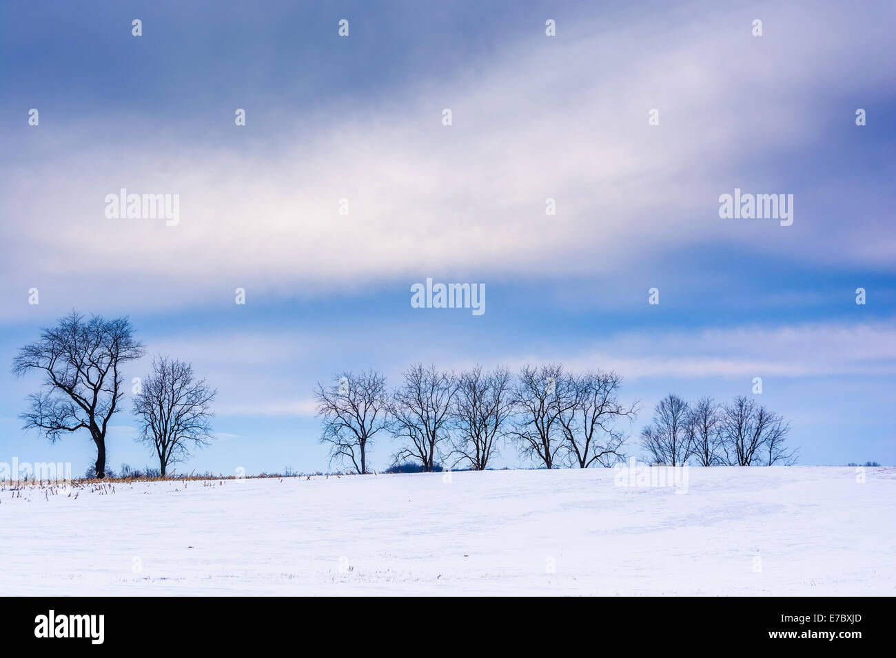 Bäume auf dem Schnee bedeckt Feld in ländlichen Adams County, Pennsylvania. Stockfoto