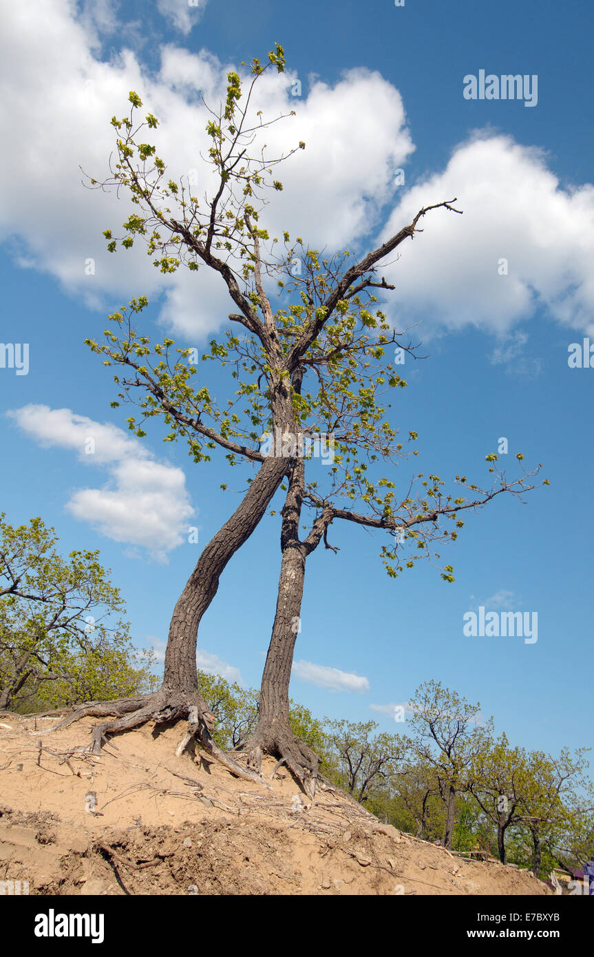 Zwei Bäume auf dem Hügel Rudnaya Pristan, Primorje, Fernost, Russland Stockfoto