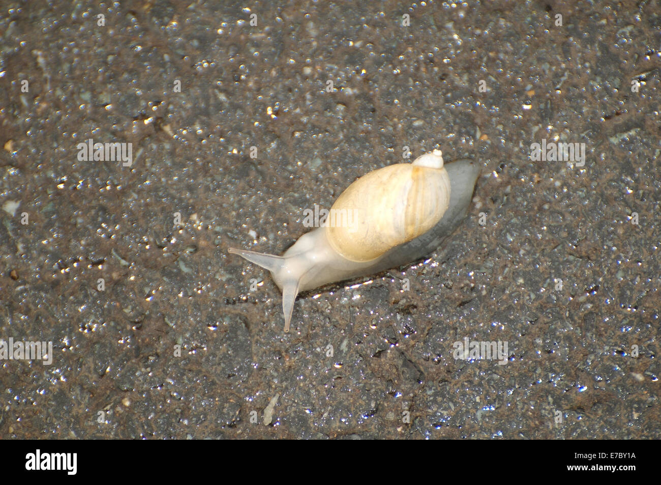 Weiße kleine Schnecke kriecht nach Regen auf Asphalt, Wladiwostok, Primorye, Fernost, Russland Stockfoto