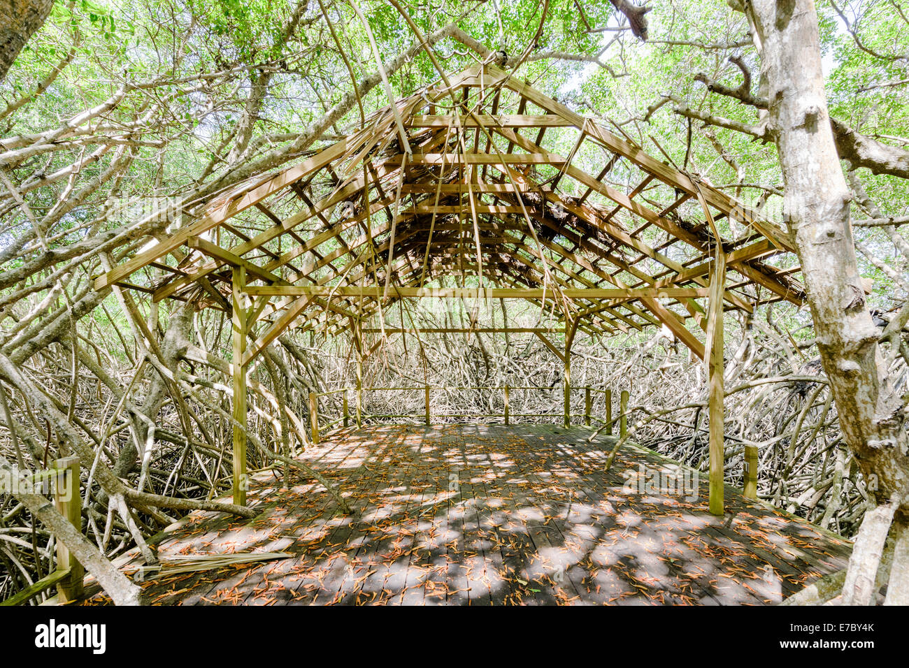 Ein Musikpavillon in die Mangroven-Wald von Petit Trou-Lagune in der Nähe von Tobago Plantagen Resort. Stockfoto