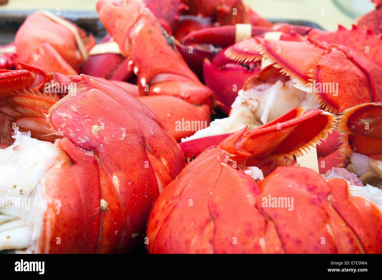 Hummerschwanz und Krallen gekocht und Essen Stockfoto