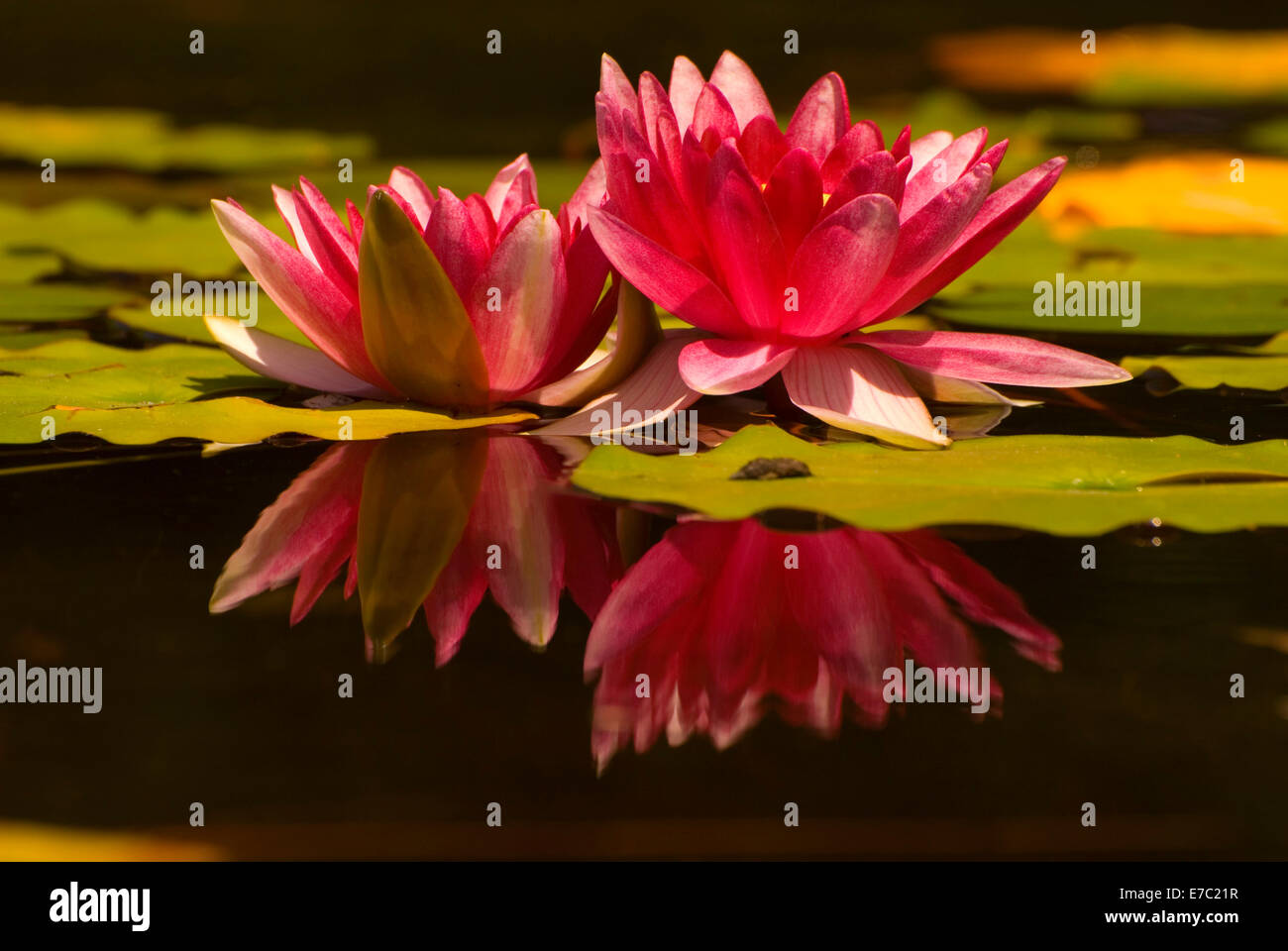 Seerose, Botanischer Garten San Diego, Kalifornien Stockfoto