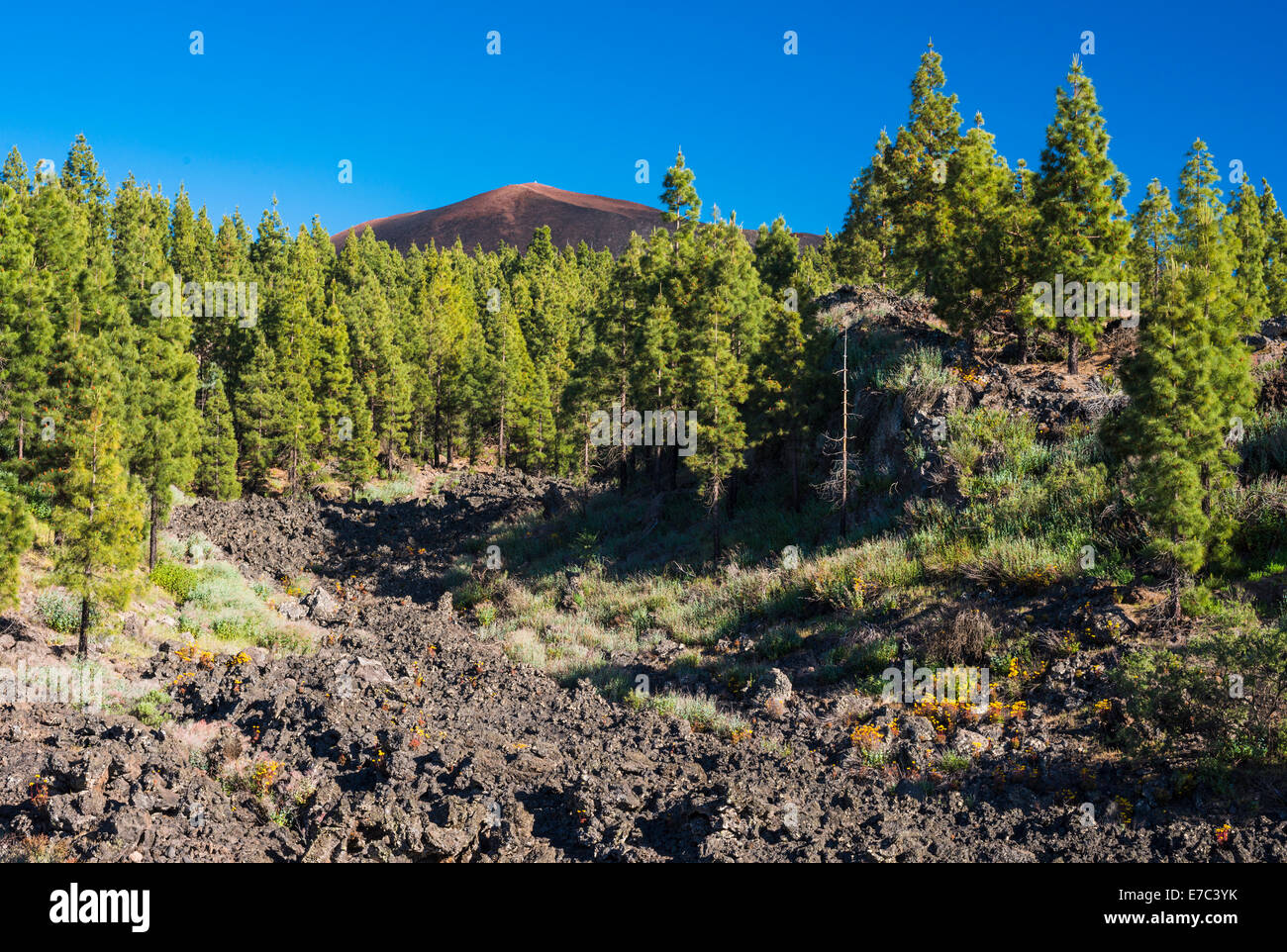 Gelb blühenden Aeonium Spathulatum vor Montana de Chinyero, dem Gelände der letzte Vulkanausbruch auf Teneriffa im Jahr 1909 Stockfoto