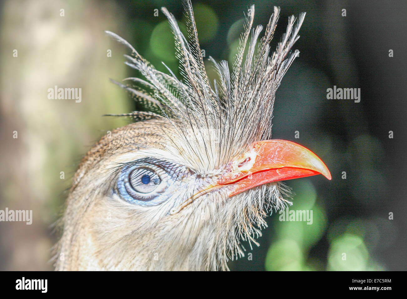 Crested Vogel - Gesicht eines Vogels mit einer orangefarbenen Schnabel und Federn Wappen Stockfoto