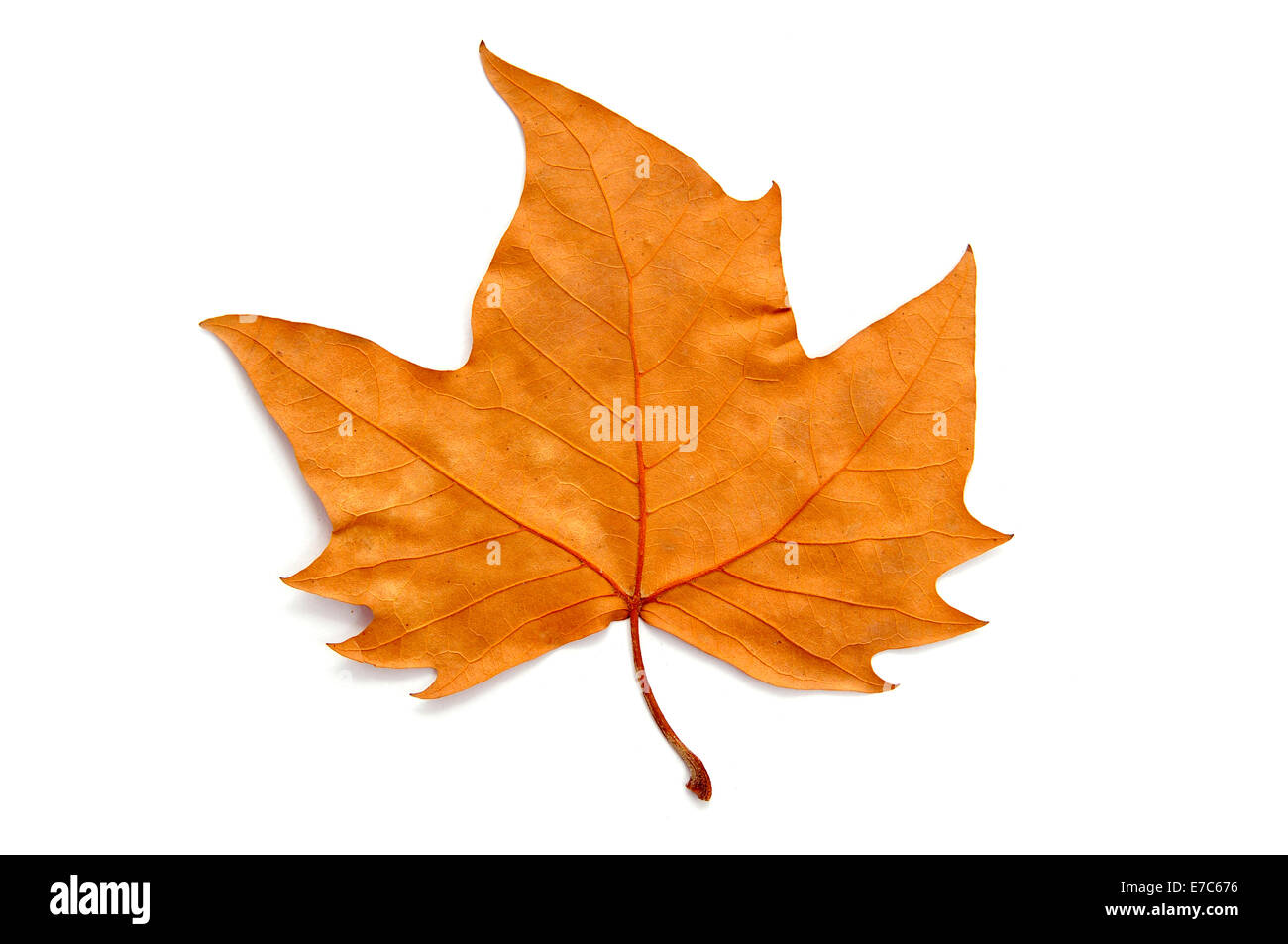 getrockneten Blättern im Herbst auf einem weißen Hintergrund Stockfoto