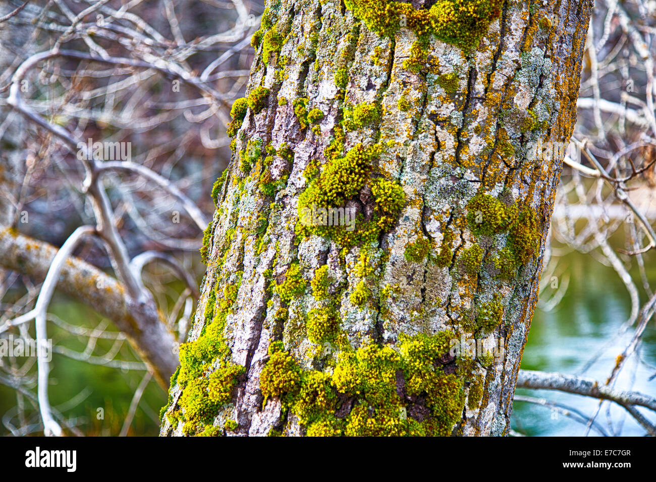 Moos auf der Rinde ein immergrüner Baum im Yosemite National Park, Kalifornien. Stockfoto