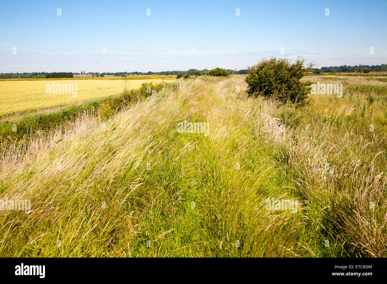 Angehoben Flut Verteidigung Deich durchzieht entwässerte Marschland im Sommer Hollesley Sümpfe, Suffolk, England Stockfoto