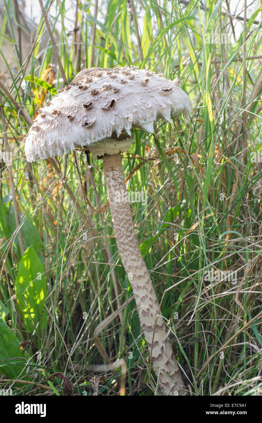 essbare Sonnenschirm Pilz im Rasen Stockfoto