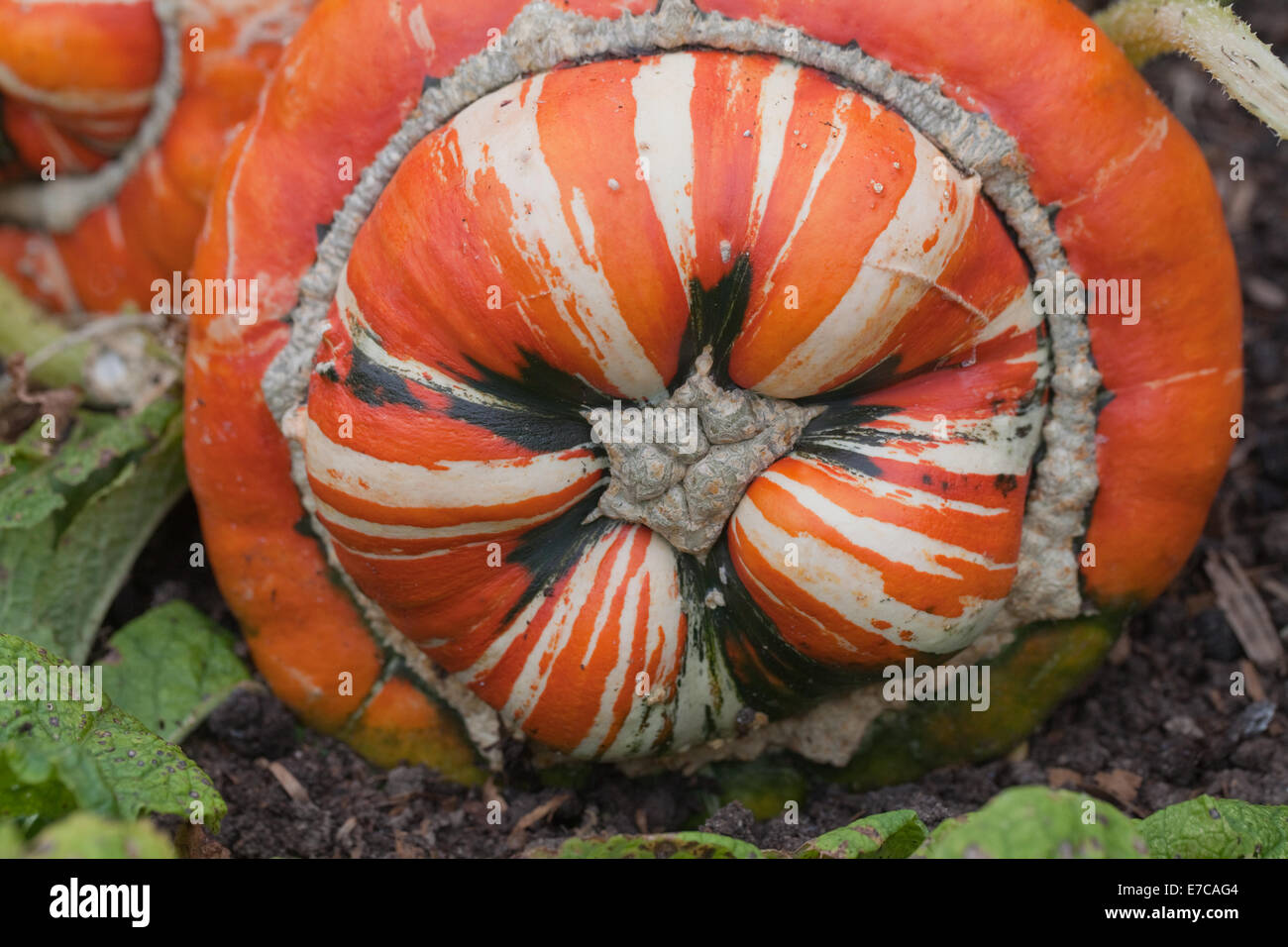 Turk Turban Kürbis, Kürbis oder Kürbis (Cucurbita Maxima). Dekorative Früchte oder "Gemüse" kultiviert. Stockfoto