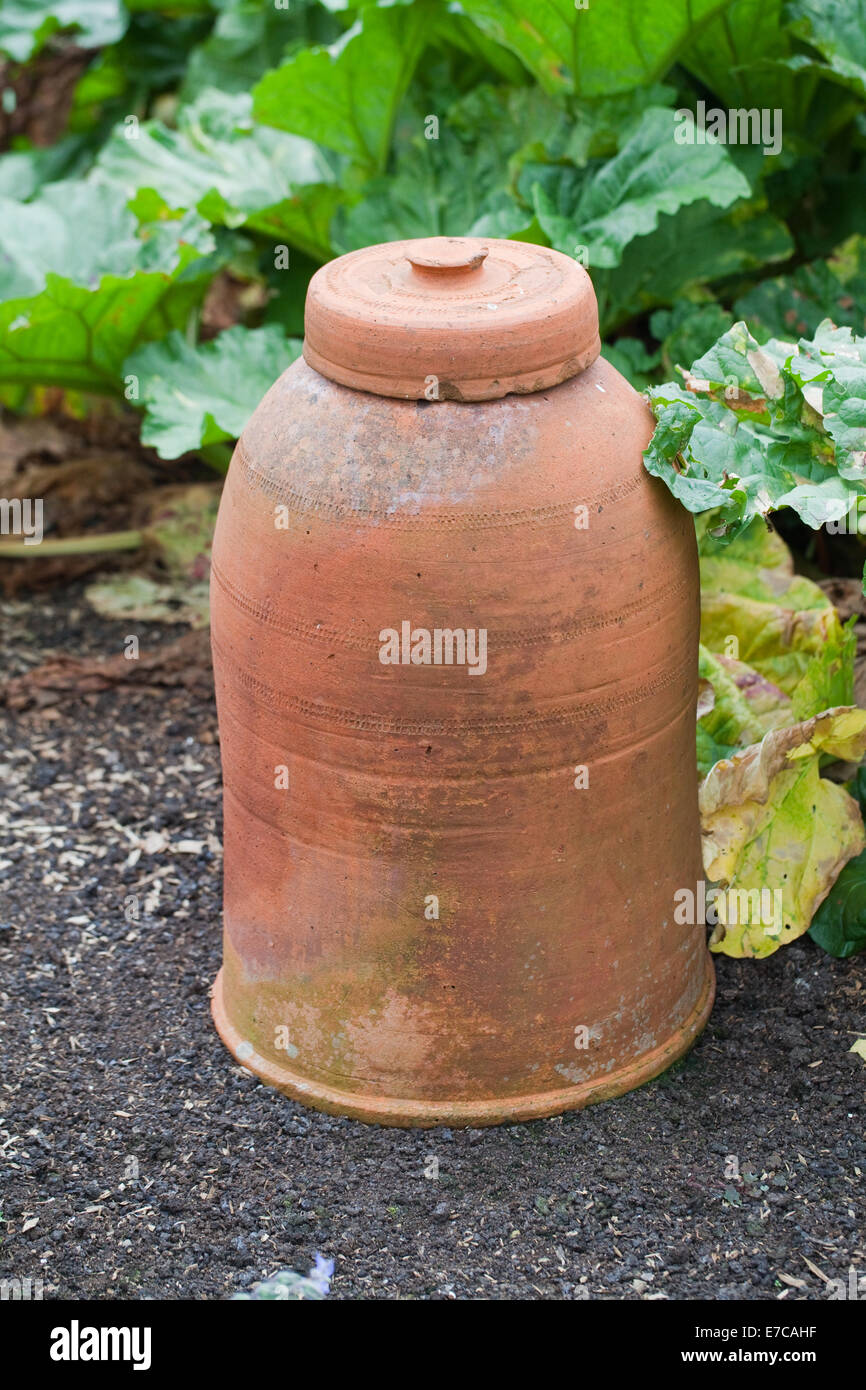 Rhabarber (Rheum Rhaponticum). Keramik oder gebrannten Ton-Topf gemacht vor allem um eine Pflanze, berauben des Lichts zu decken. Stockfoto