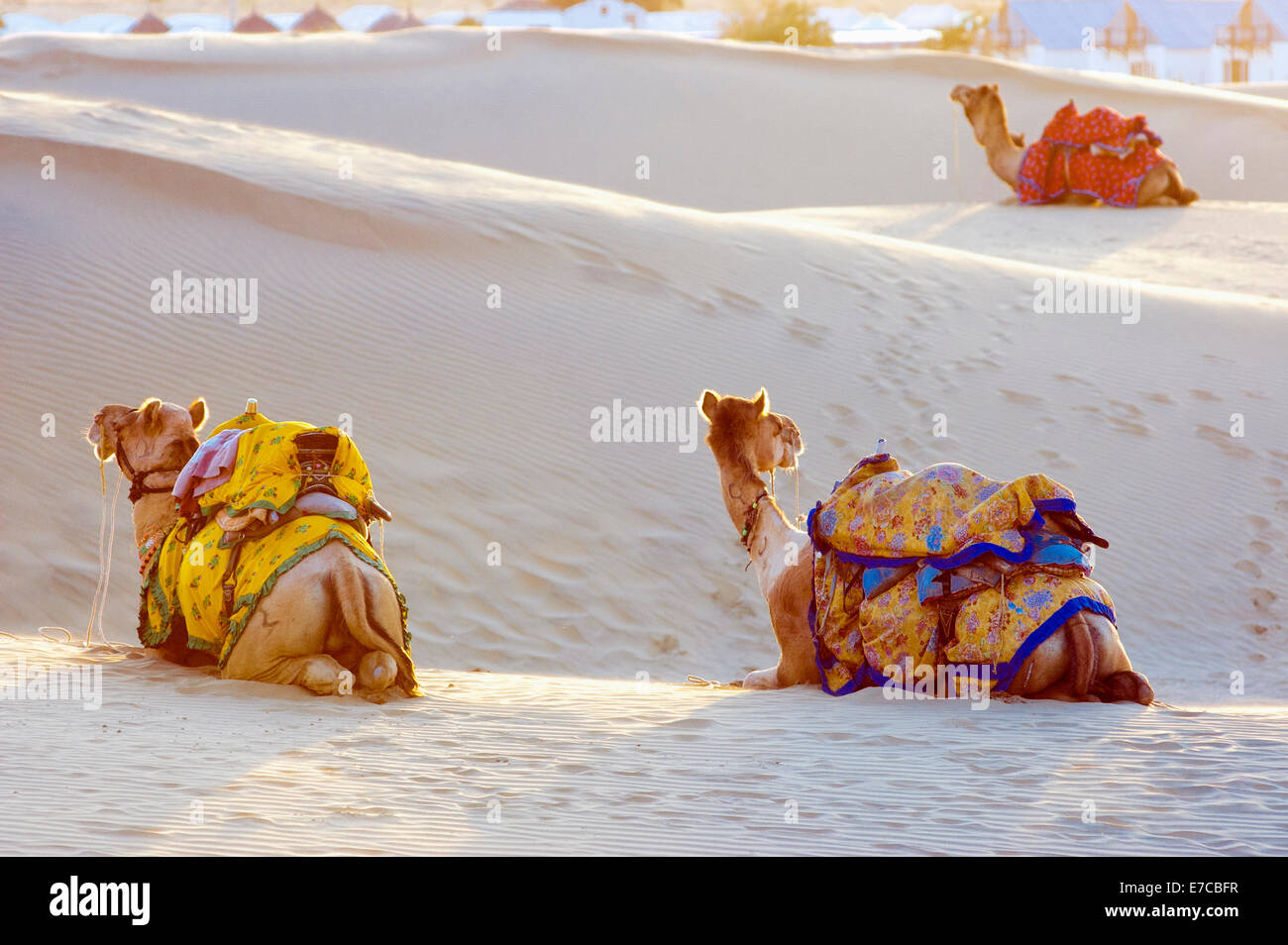 Gruppe von Kamelen auf Sam Sanddüne in der Wüste Thar, Jaisalmer, Indien Stockfoto