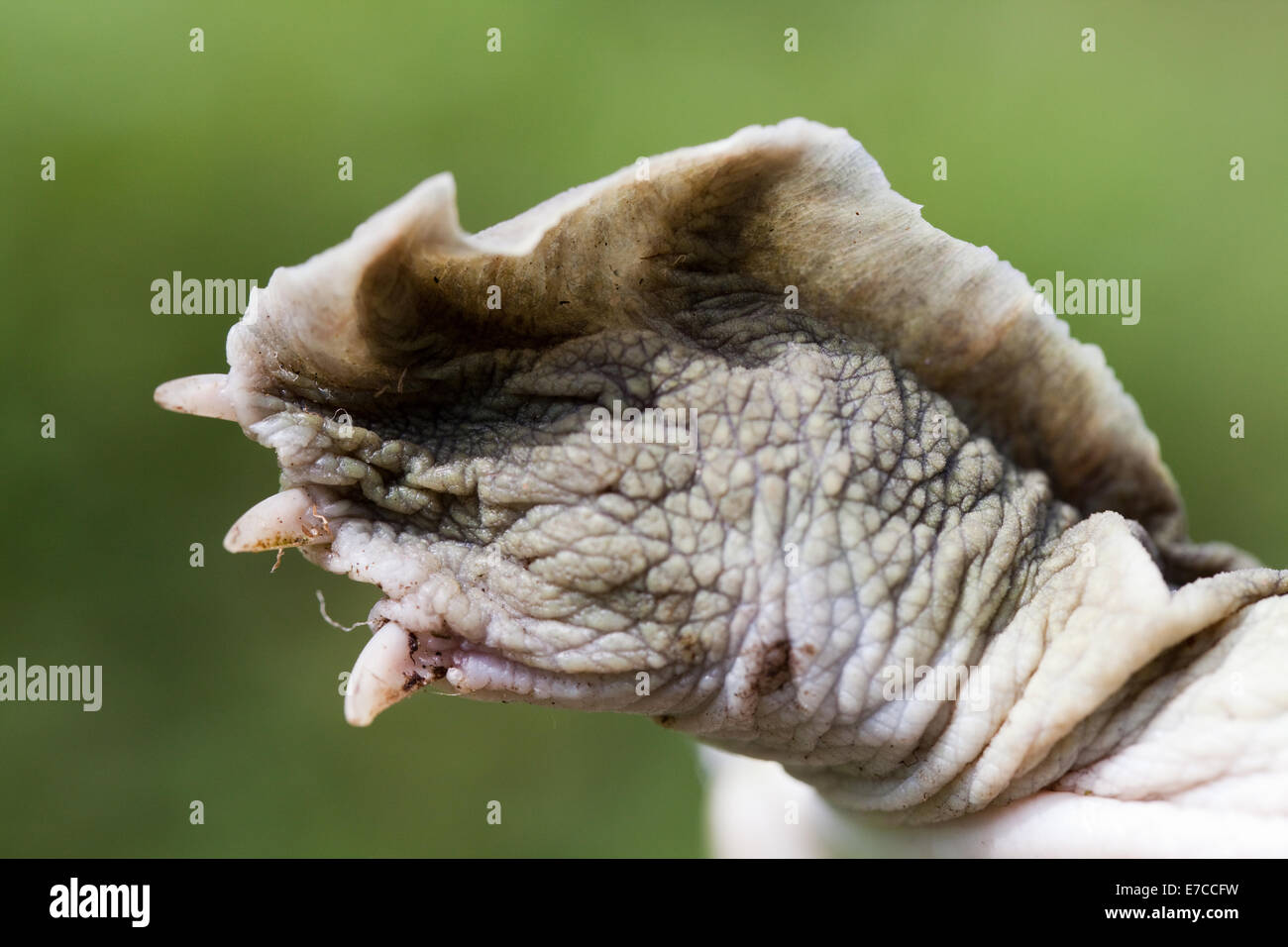 Chinesische Softshell Turtle (Pelodiscus Sinensis). Unterseite des vorderen linken Vorfuß, zeigen teilweise gefaltet Gurtband zwischen Ziffer Stockfoto