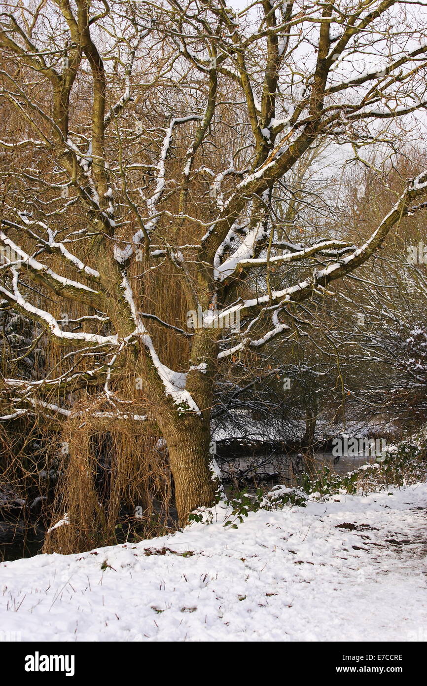 Winter Baum Stockfoto