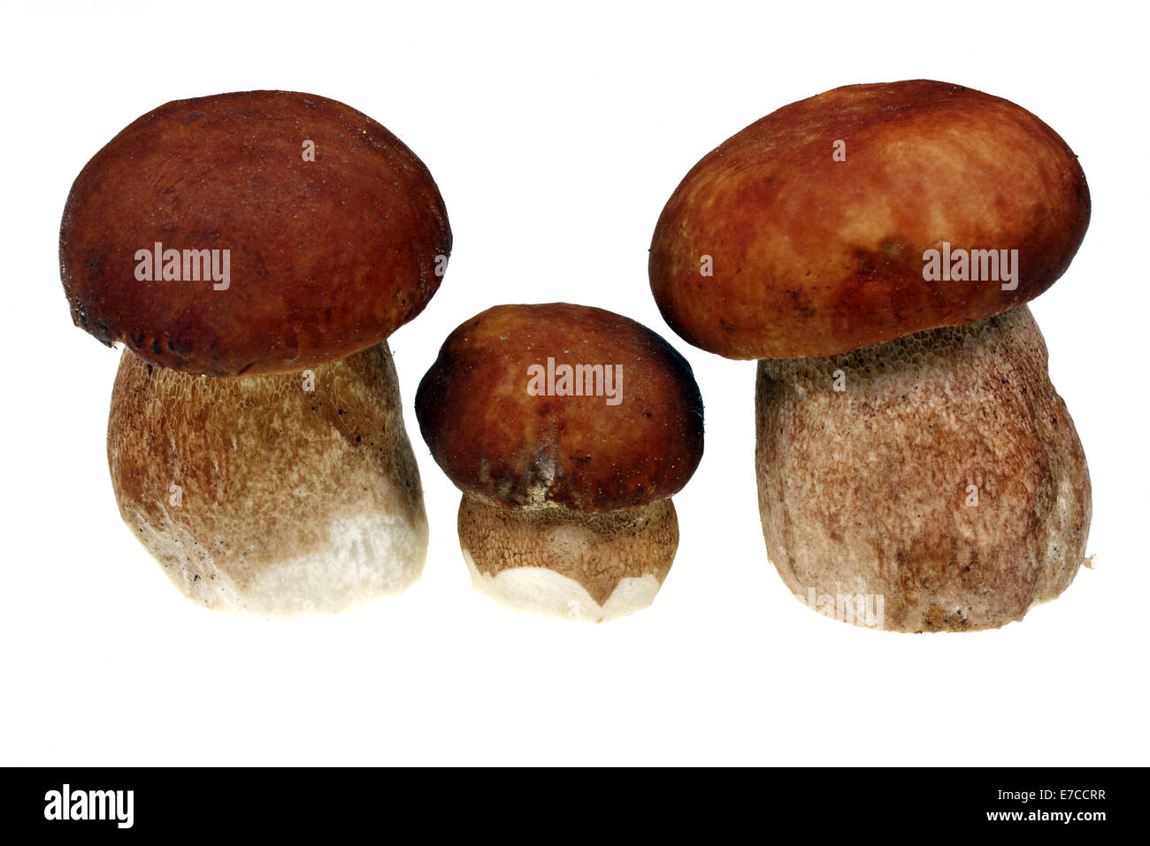 Drei Pilze Steinpilze auf dem weißen Hintergrund Stockfoto