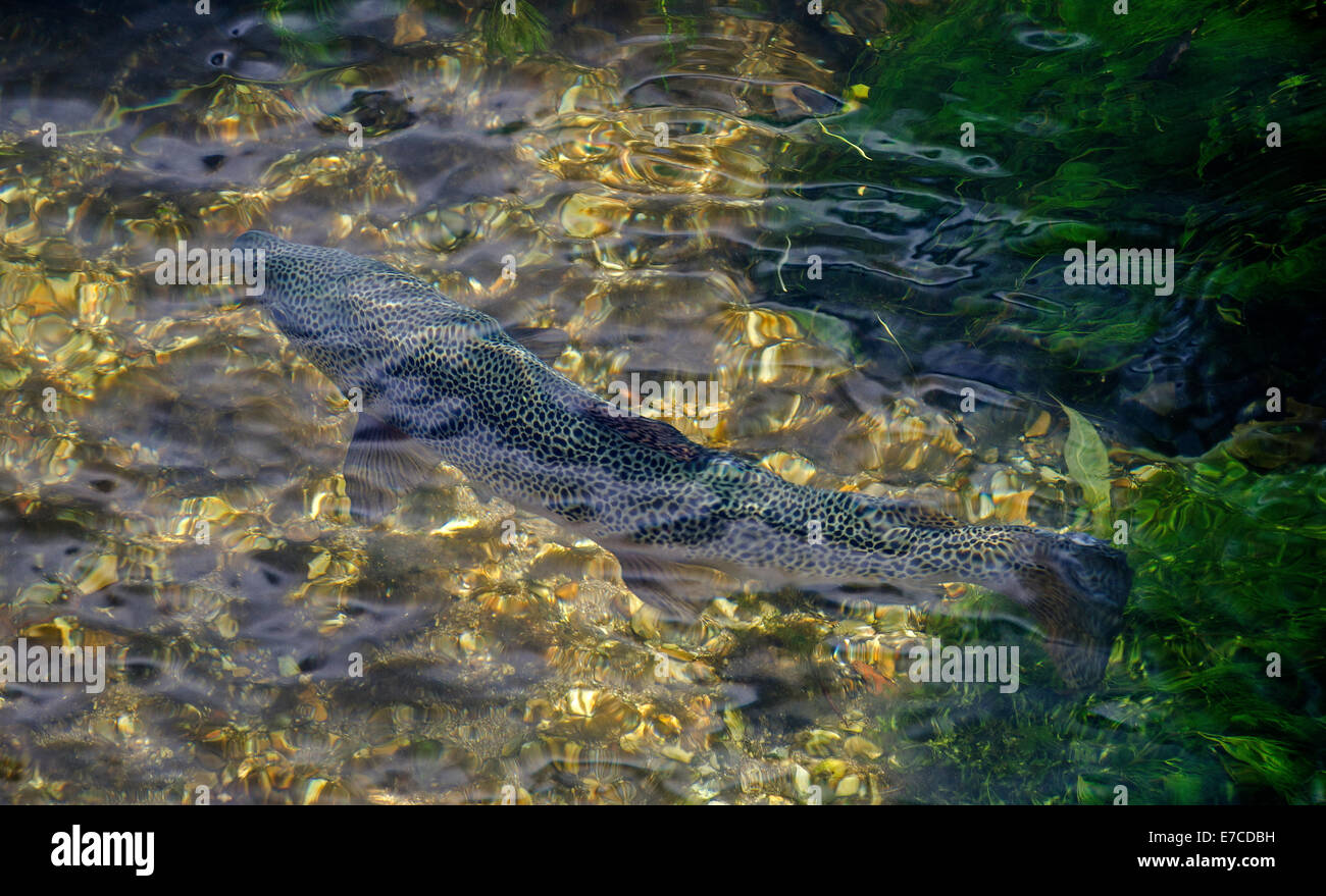 wilde Forellen im Fluss testen hampshire Stockfoto