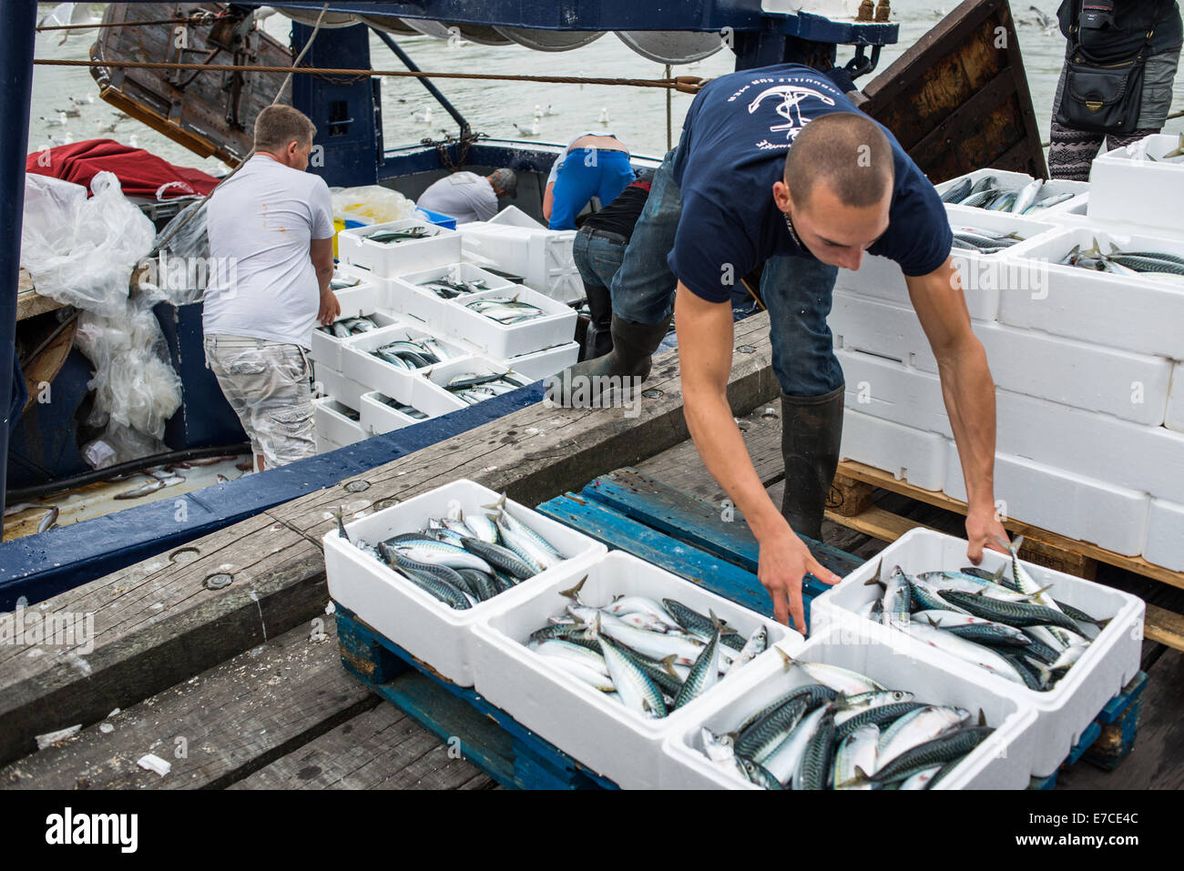 Frischer Fisch angelandet und wog am Kai in Trouville Sur Mer, Nord-Frankreich, Europa Stockfoto