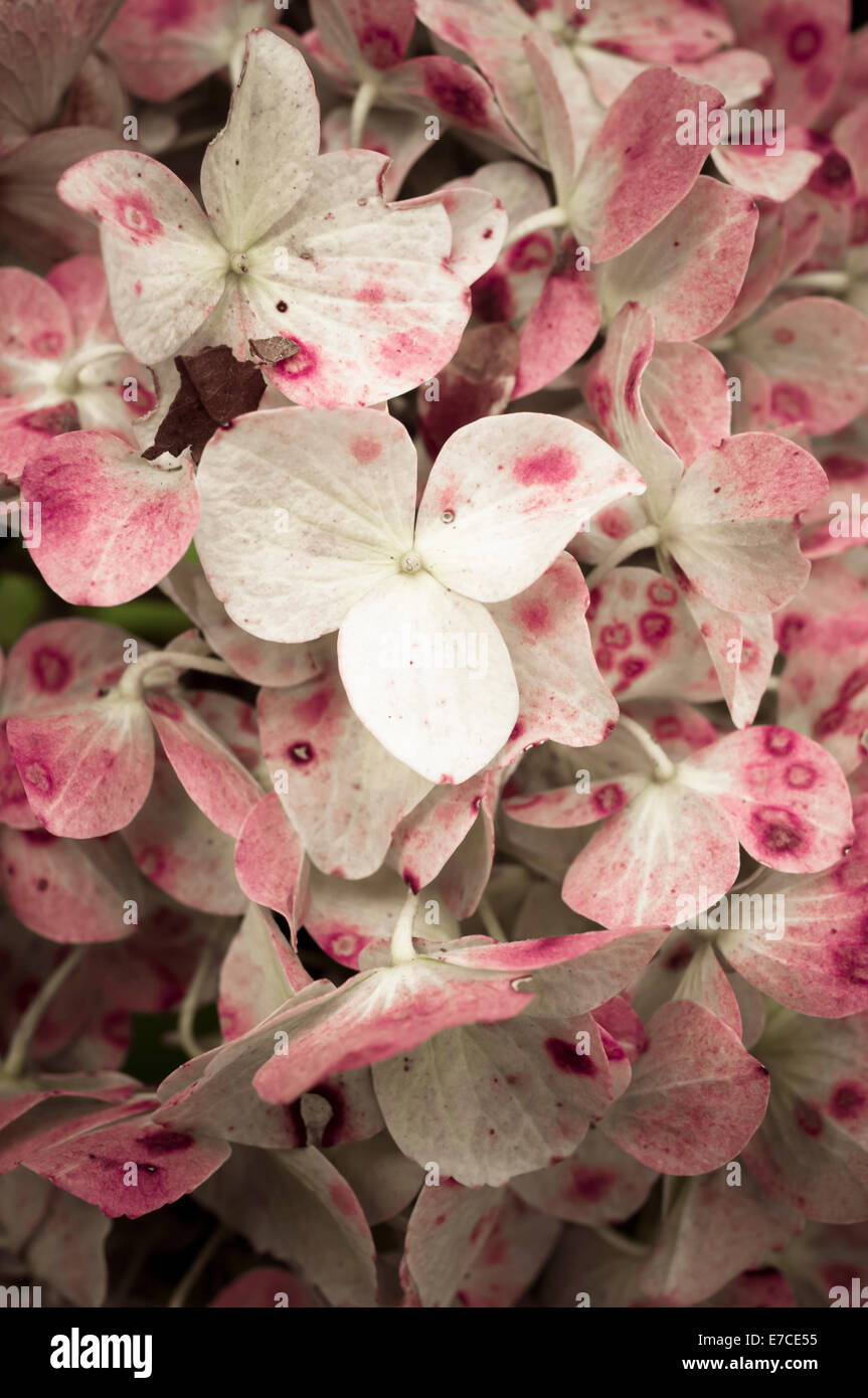Hydrangea Hortensis Blüte Nahaufnahme Stockfoto