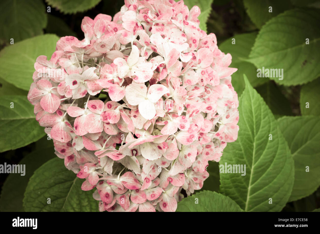 Hydrangea Hortensis Blüte schließen lässt, Hintergrund Stockfoto