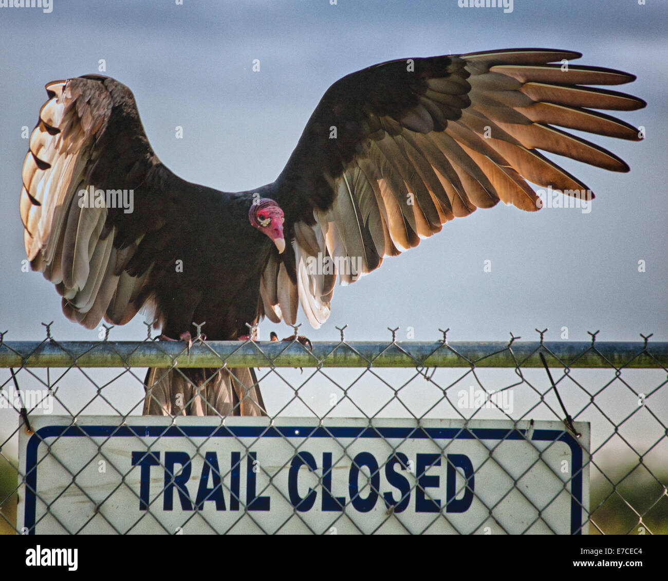 Florida, USA. 28. August 2014. Ein Türkei-Geier (Cathartes Aura) auf einen Zaun, in dem Arthur R. Marshall Loxahatchee National Wildlife Refuge, Palm Beach County, Florida. Eine Schnitzeljagd mit scharfen Augen und Geruchssinn, erhält es Rechtsschutz des Gesetzes wandernde Vogel-Vertrag. Im Flug verwendet es Thermik, um durch die Luft bewegen. Die A. R. Marshall Loxahatchee National Wildlife Refuge ist ein Naturschutzgebiet von 147.392 Hektar (596 qkm) und Teil des Everglades National Park. © Arnold Drapkin/ZUMA Draht/Alamy Live-Nachrichten Stockfoto