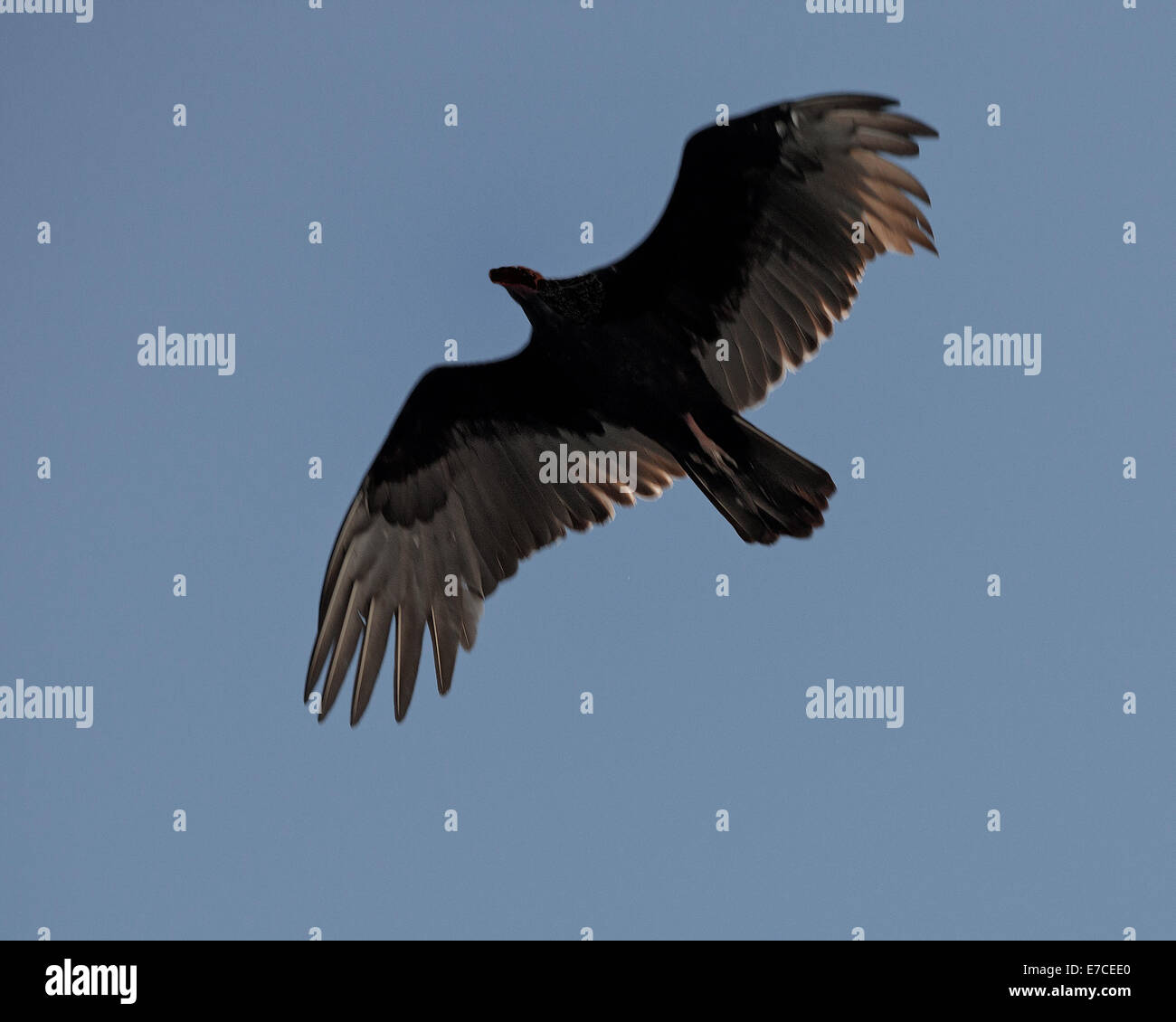 28. August 2014 - Florida, USA - Silhouette der Türkei Geier (Cathartes Aura) im Flug über das Arthur R. Marshall Loxahatchee National Wildlife Refuge, Palm Beach County, Florida. Eine Schnitzeljagd mit scharfen Augen und Geruchssinn, erhält es Rechtsschutz des Gesetzes wandernde Vogel-Vertrag. Im Flug verwendet es Thermik, um durch die Luft bewegen. Die A. R. Marshall Loxahatchee National Wildlife Refuge ist ein Naturschutzgebiet von 147.392 Hektar (596 qkm) und Teil des Everglades National Park. (Kredit-Bild: © Arnold Drapkin/ZUMA Draht) Stockfoto