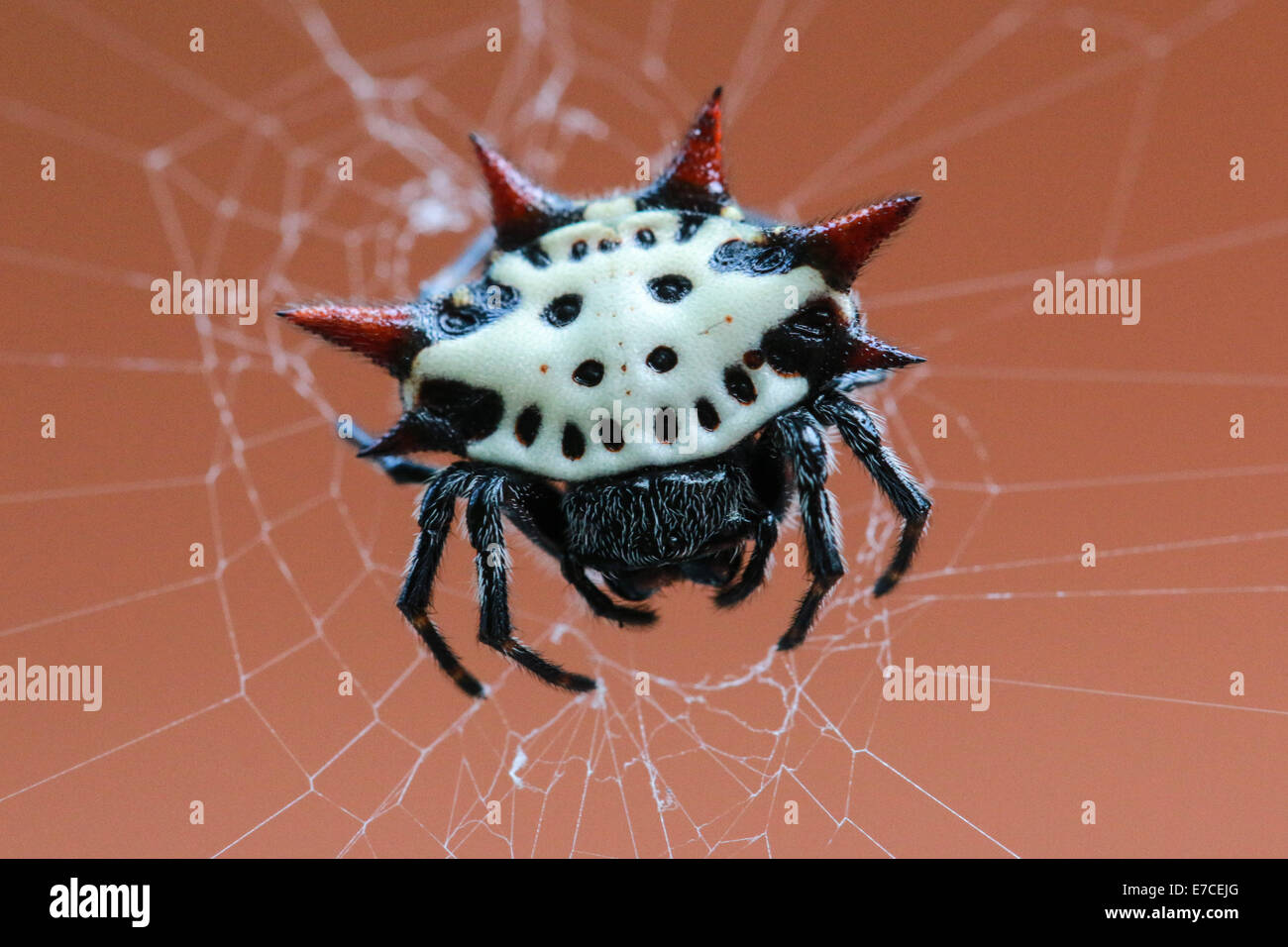 Dies ist eine stachelige Kugel Weaver, oder wissenschaftlich genannt Gasteracantha, gefunden in Myrtle Beach, South Carolina. Stockfoto