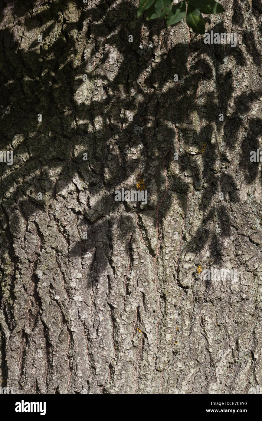 Esche (Fraxinus Excelsior).  Stamm von einem ausgewachsenen Baum mit Schatten der Blätter fallen auf der Rinde. Sommer. Stockfoto