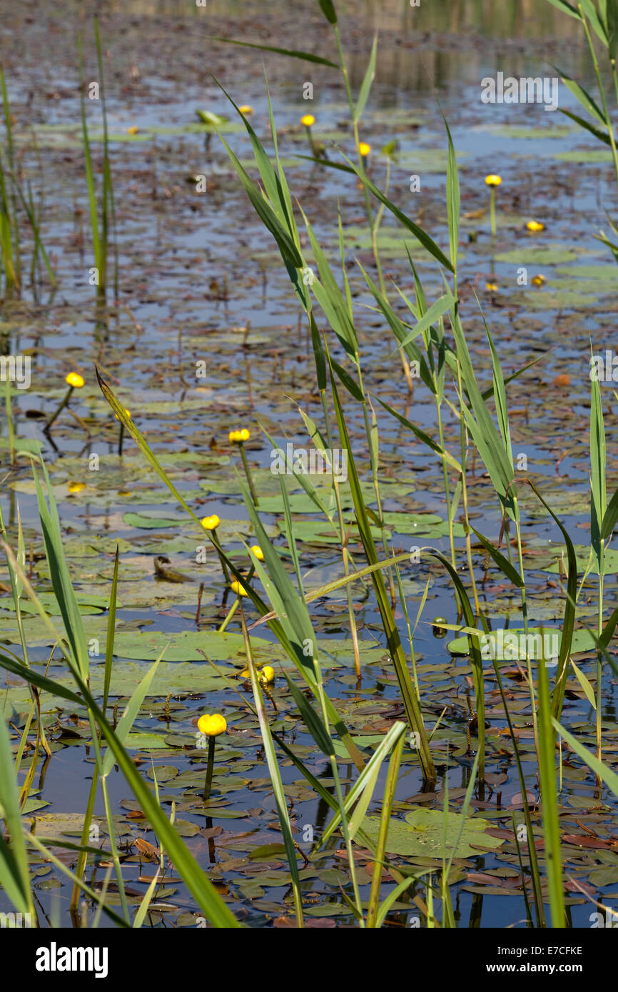 Gelbe Seerose oder Schnaps-Flasche (Teichrosen Lutea). Wasserknöterich (Polygonum Amphibium), hinterlässt auf der Oberfläche mit jungen Blättern Stockfoto