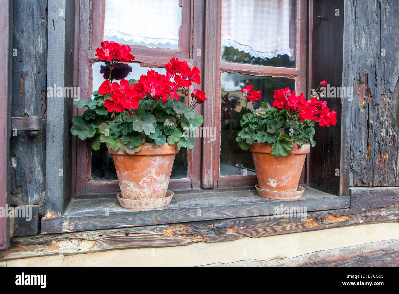 Rotes Pelargonium - Geranie in zwei Töpfen auf der Fensterbank, ländliche Hütte Böhmen, Tschechische Republik Terrakotta-Pflanzentopf Stockfoto