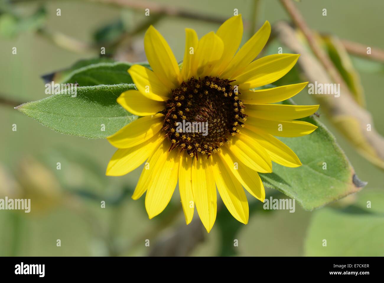 Gewöhnliche Sonnenblume Stockfoto