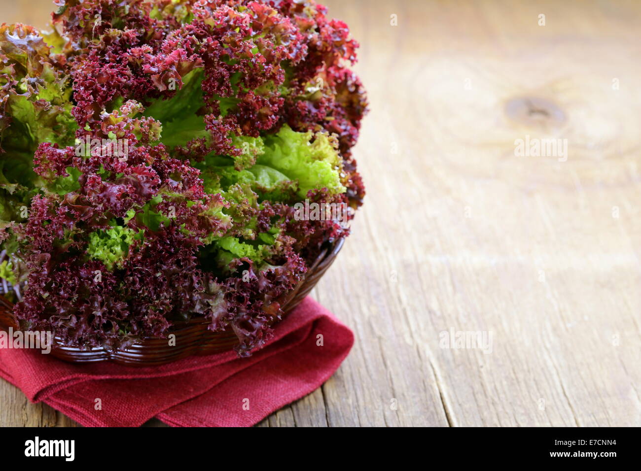 Frischer lollo rosso salat -Fotos und -Bildmaterial in hoher Auflösung ...