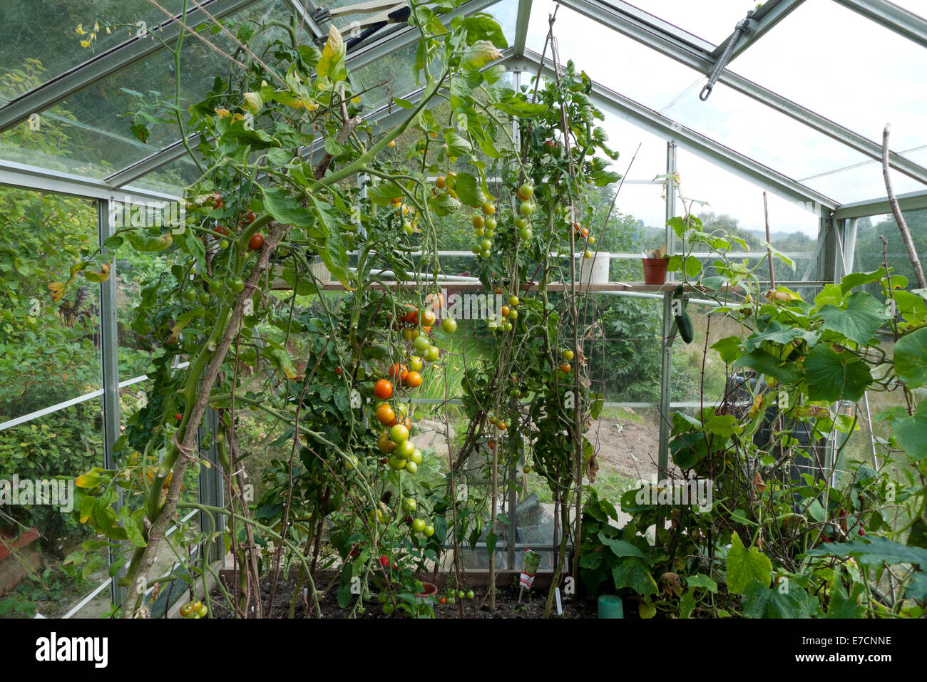 Tomaten grüne und rote wächst an den Weinstock und Gurken Pflanzen am Ende des Sommers im September in einem Gewächshaus in West Wales UK KATHY DEWITT Stockfoto