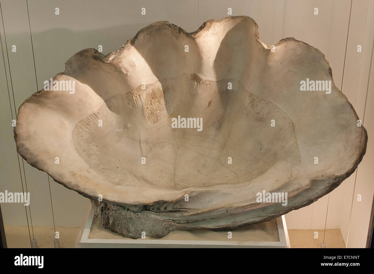 Hülle aus Tridacna Gigas, Tridacnidae, Mollusken Bivavia, Natural History Museum, London Stockfoto