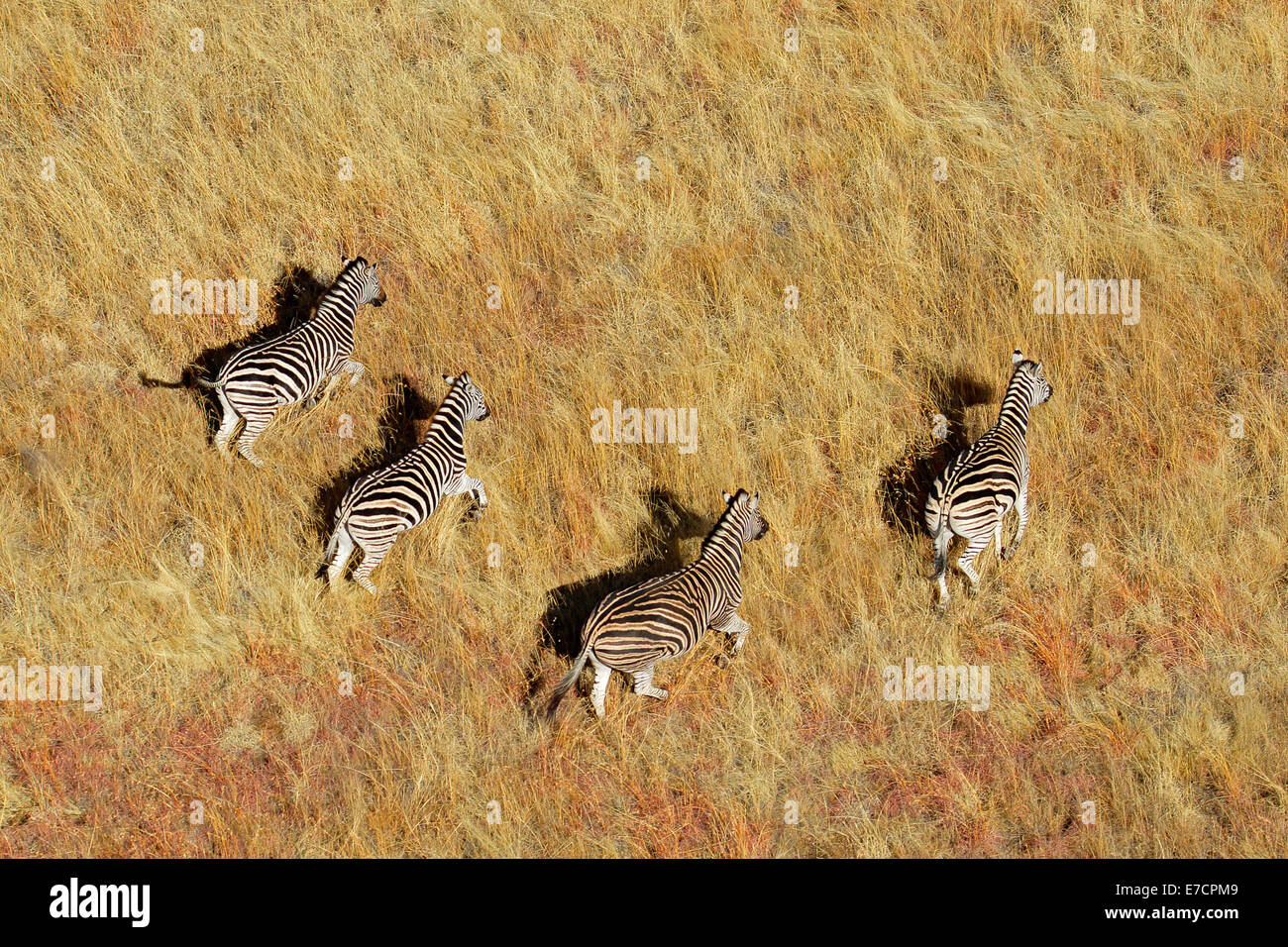 Luftaufnahme der Plains (Burchells) Zebras (Equus Burchelli) im Grünland, Südafrika Stockfoto