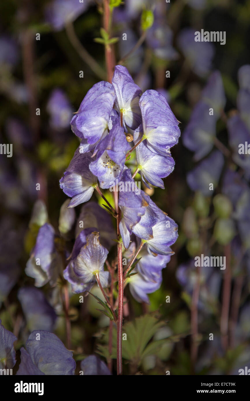 Giftige Stauden  Blue-violett violett/Lavende blühenden Eisenhut Aconitum Carmichaelii 'Spätlese' Stockfoto