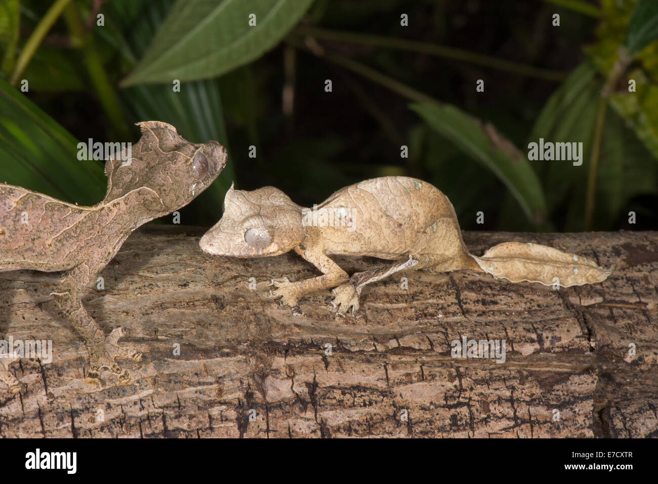 Fantastische Blatt Tailed Geckos (Uroplatus Phantasticus), Madagaskar Stockfoto