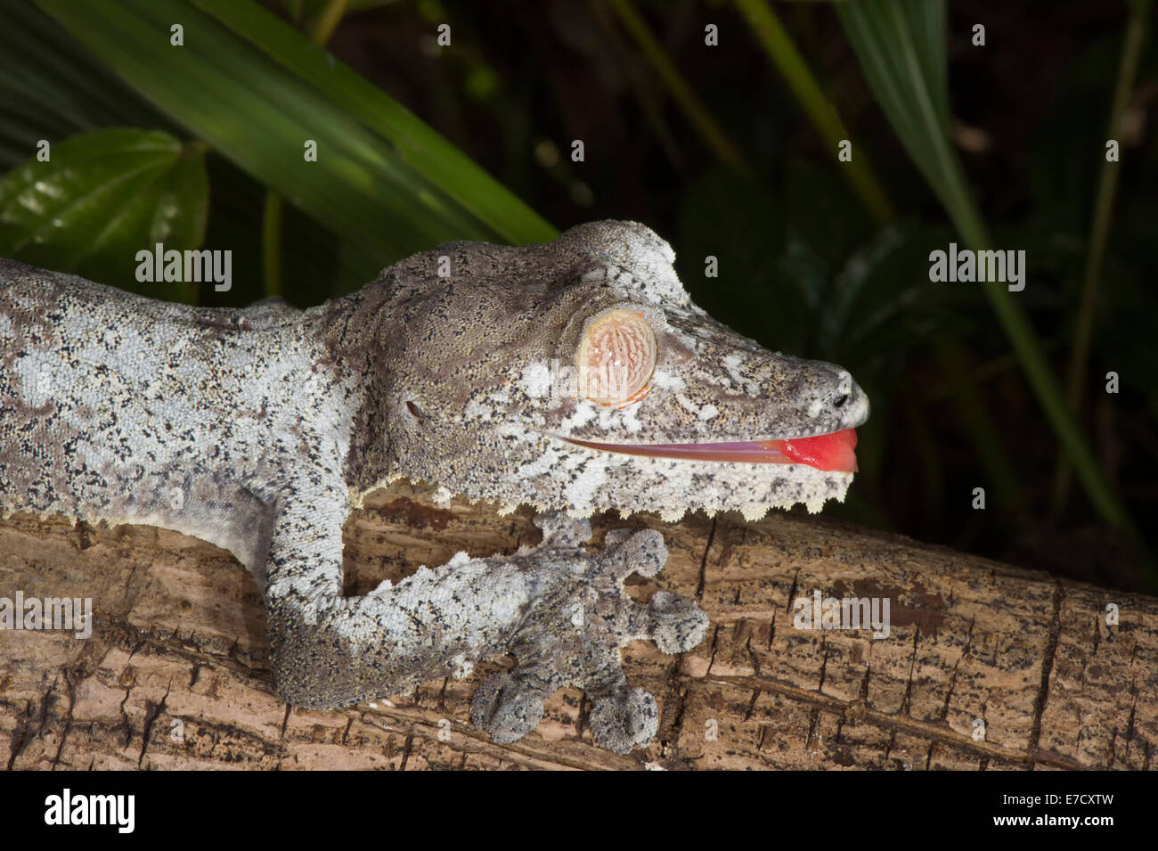 Blatt-tailed Gecko (Uroplatus Fimbriatus), Madagaskar Stockfoto
