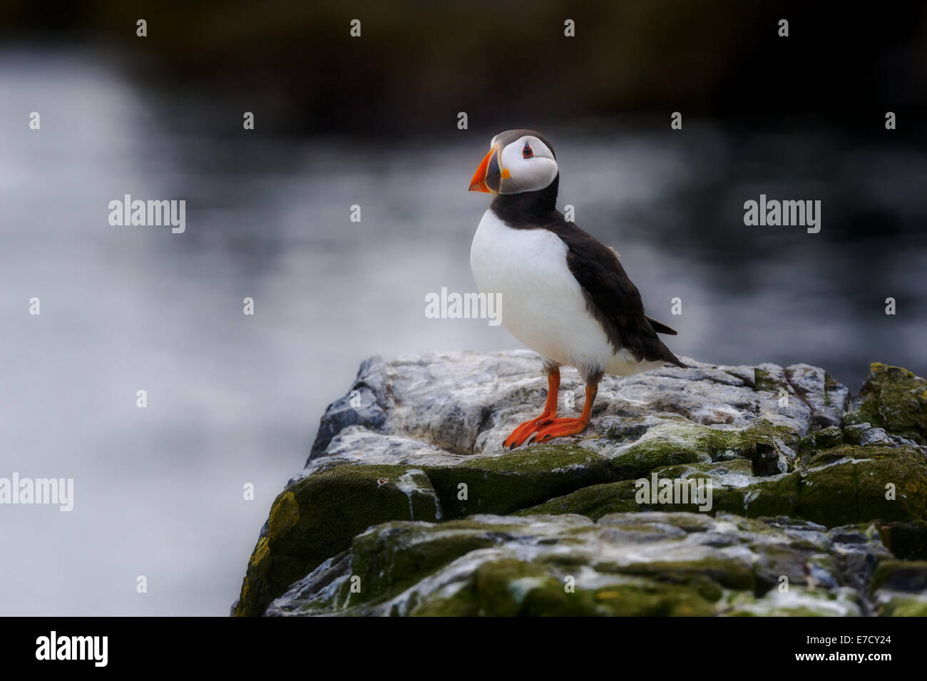 Eine einzelne einsame ein Papageitaucher (Fratercula Arctica) steht Sitzstangen stehende hocken auf einem Felsen mit verwischten Meer im Hintergrund Stockfoto