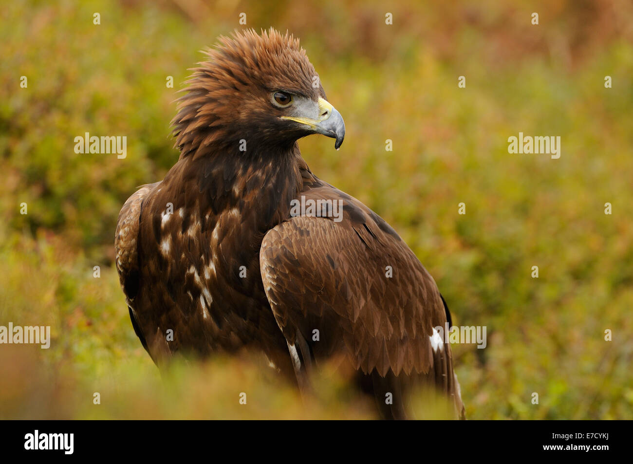 Golden Eagle, mitten im Herbst bunte Vegetation zeigt seinen Stolz oder Wut, indem Sie die Krone der Federn Stockfoto