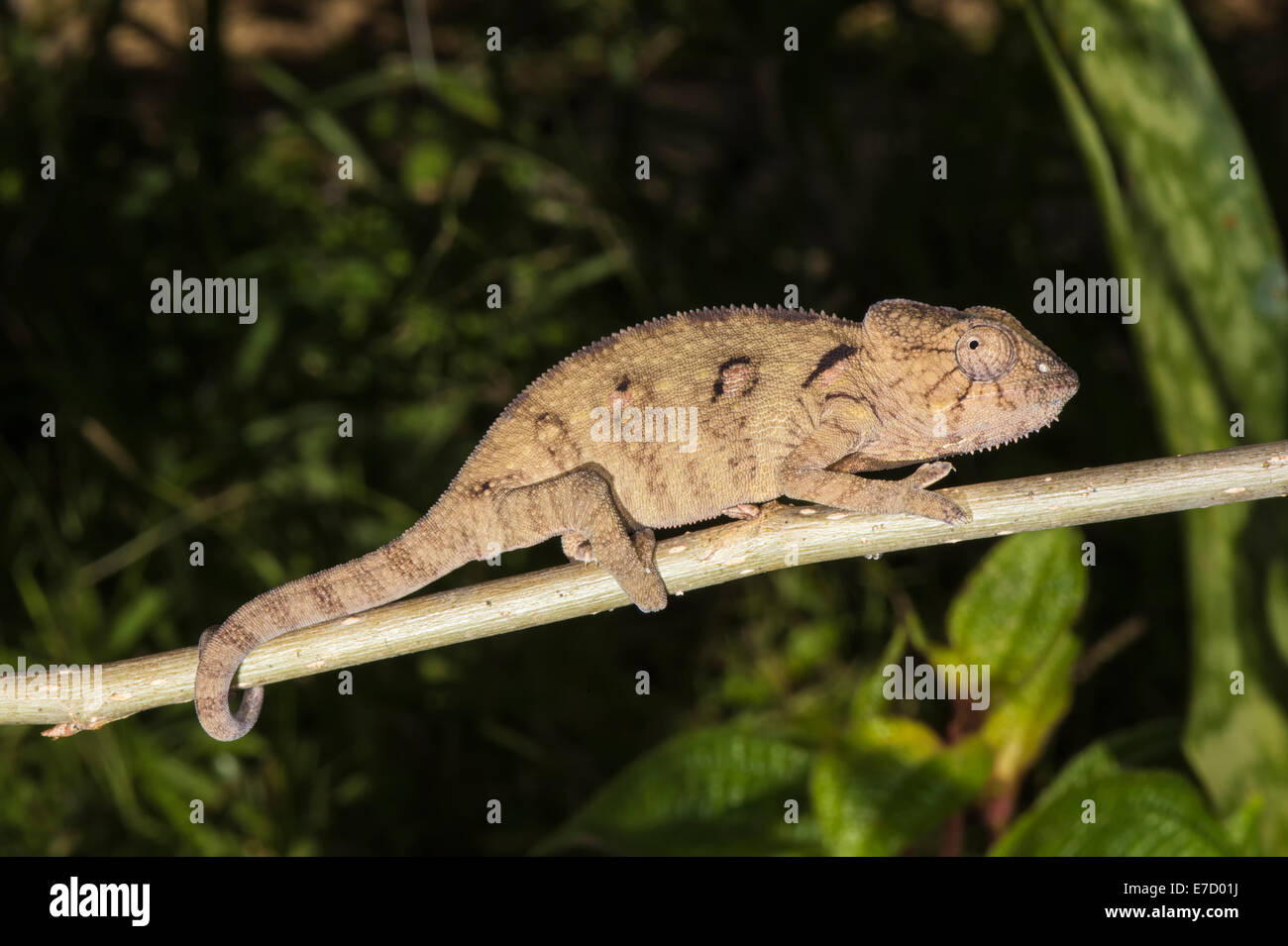 Baby Oustalet oder madagassische riesige Chamäleon (Furcifer Oustaleti), Madagaskar Stockfoto