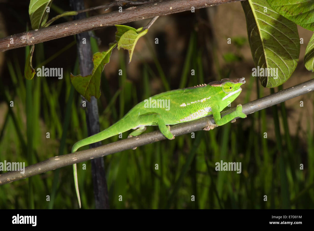 Vordach Chameleon (Furcifer willsii), Madagsscar Stockfoto
