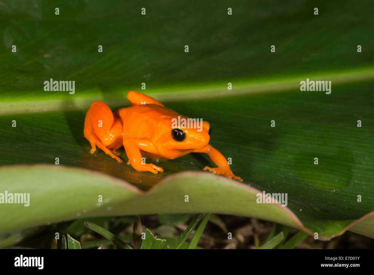 (Golden mantella Mantella aurantiaca), Madagaskar Stockfoto