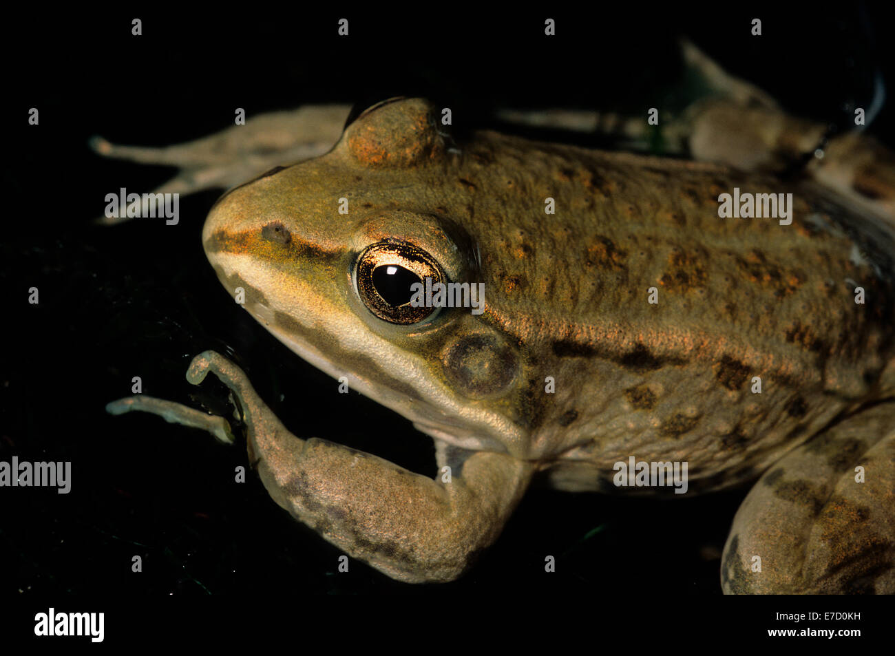 Grüner Frosch Rana Esculenta, Ranidae, Amphibia, Anura, Formello, Latium, Italien Stockfoto
