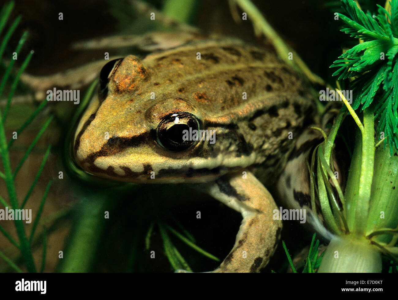 Grüner Frosch Rana Esculenta, Ranidae, Amphibia, Anura, Italien Stockfoto