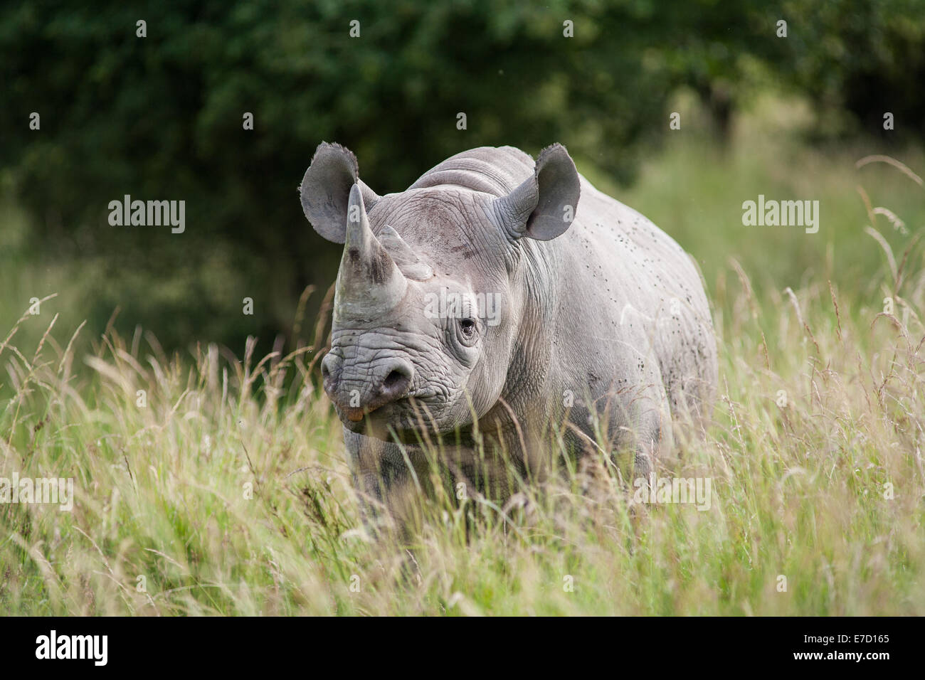 Ein Gefangenen Spitzmaulnashorn (Diceros Bicornis) im Vereinigten Königreich Stockfoto