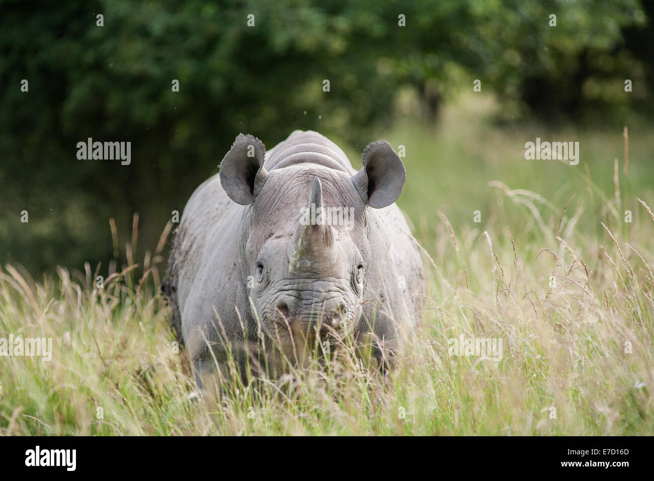 Ein Gefangenen Spitzmaulnashorn (Diceros Bicornis) im Vereinigten Königreich Stockfoto