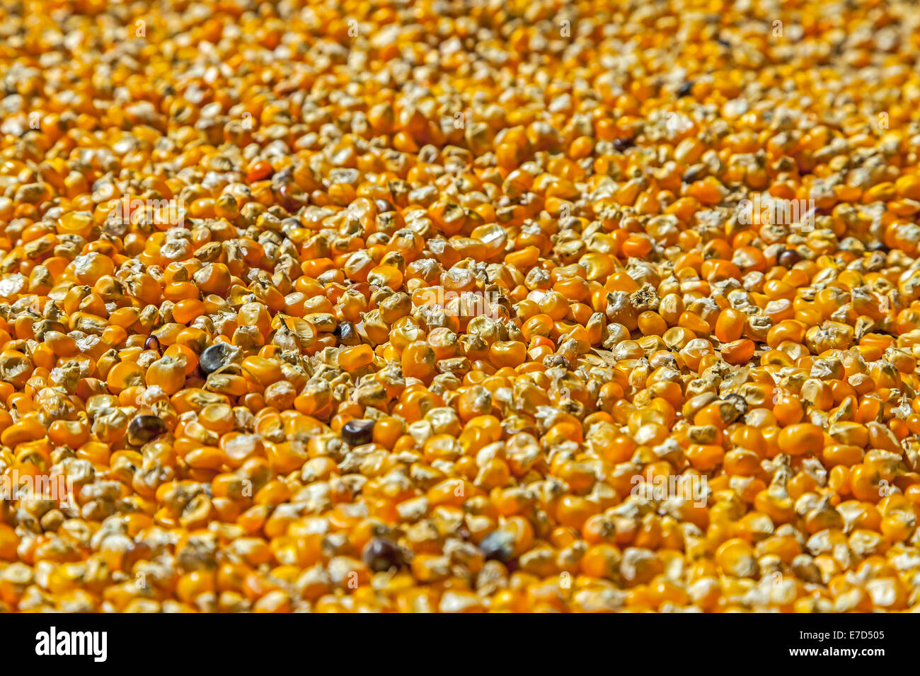 Frischen rohen Mais Körner Hintergrund. Stockfoto