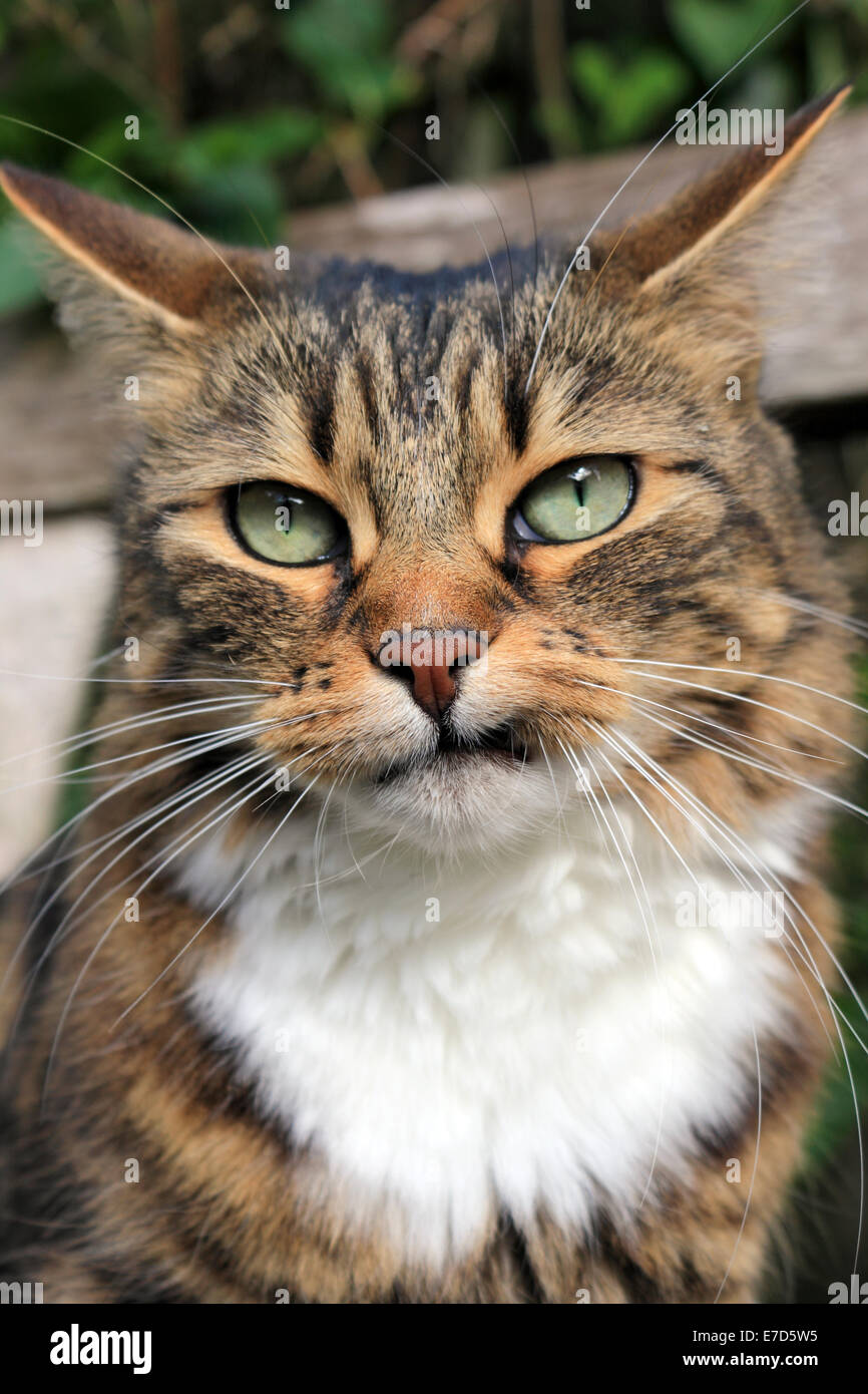 Tabby Katze lustiges Gesicht ziehen. Stockfoto