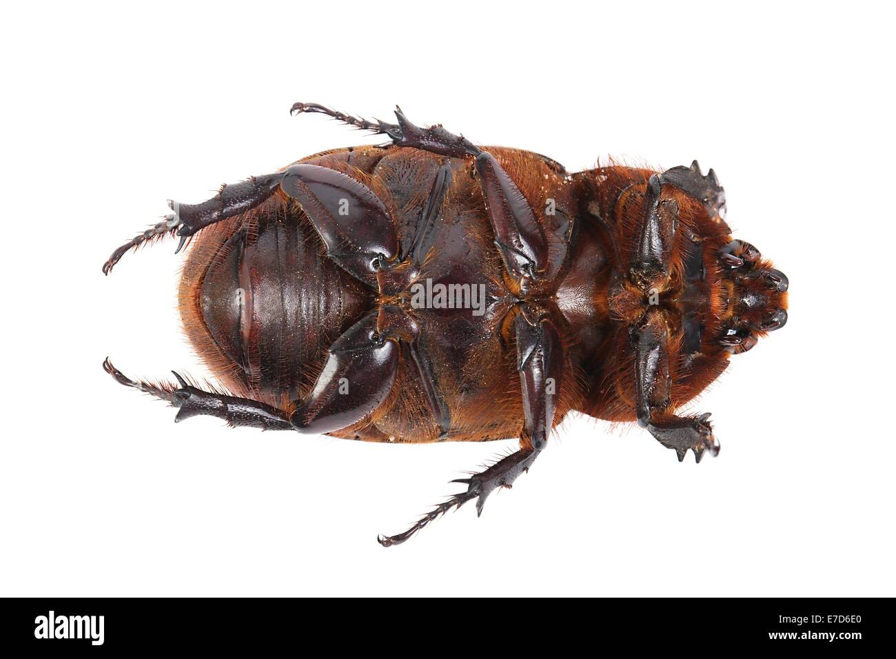 Dead beetle bug -Fotos und -Bildmaterial in hoher Auflösung – Alamy