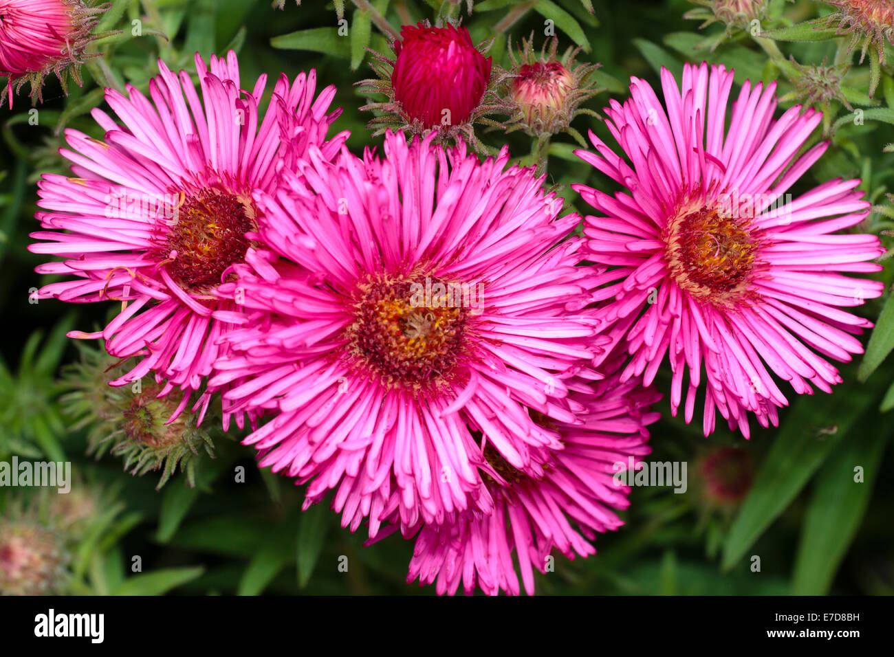 September Blüten der Aster Novae-Angliae "Andenken ein Alma Potschke" Stockfoto